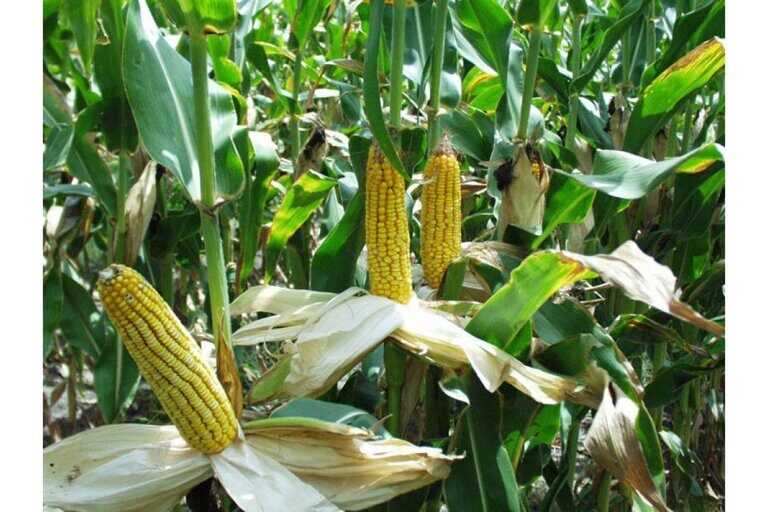  Семена кукурузы POINT ФАО 330 канадский трансгенный гибрид 