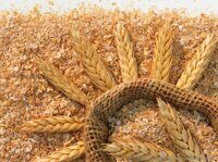 Семена твердой пшеницы Канадский ярый трансгенный сорт DENTON