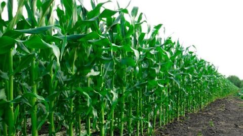 Семена кукурузы CORBIN FS - 899 ФАО 260
