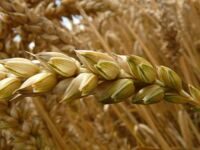 Канадский трансгенный сорт мягкой пшеницы двуручки OSHAWA