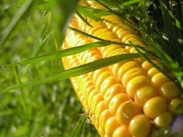 Семена кукурузы  HYDRA FF — 369